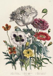 Poppies, plate 4 from 